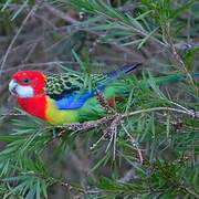 Eastern Rosella