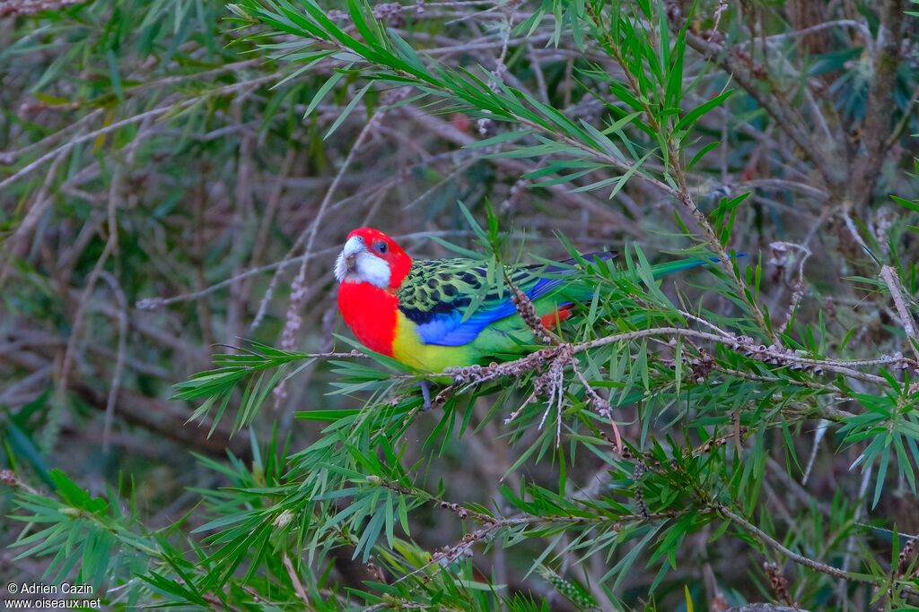 Eastern Rosellaadult, eats