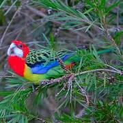 Eastern Rosella