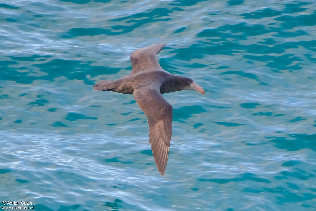 Northern Giant Petreladult, Flight