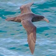 Northern Giant Petrel