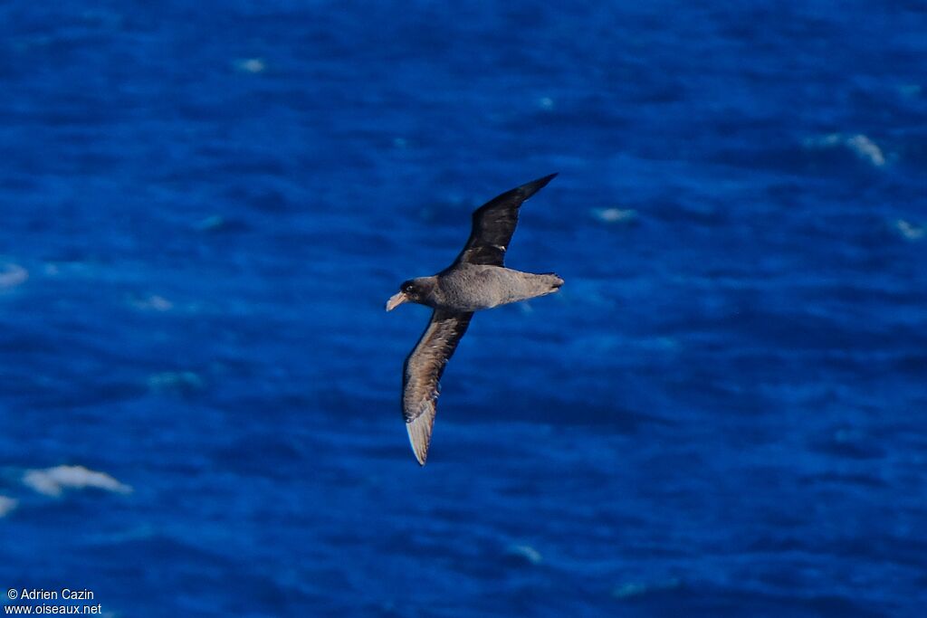 Northern Giant Petrelimmature, Flight