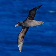 Northern Giant Petrel