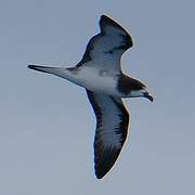 Pétrel des Galapagos