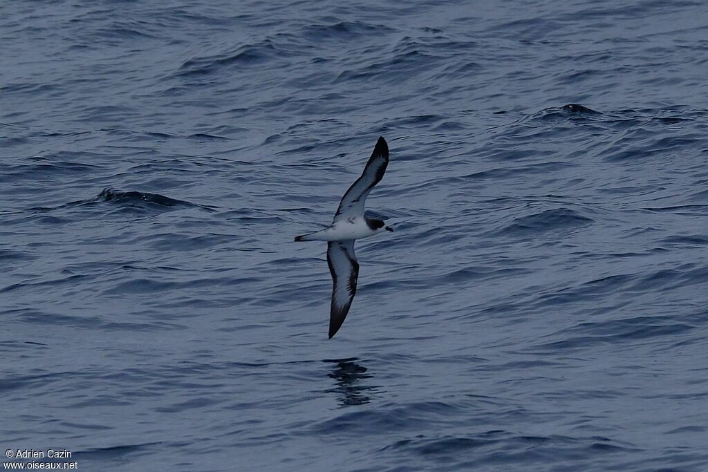 Galapagos Petreladult, Flight