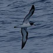 Pétrel des Galapagos