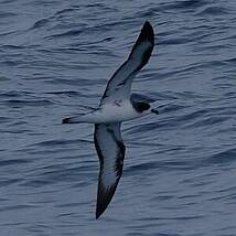 Pétrel des Galapagos