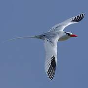 Red-billed Tropicbird