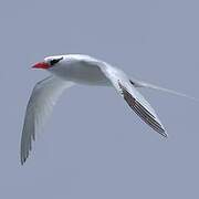 Red-billed Tropicbird