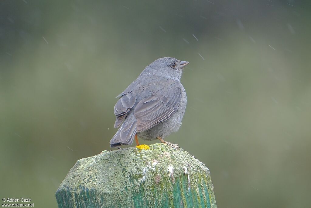Plumbeous Sierra Finch male adult