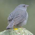 Phrygile gris-de-plomb
