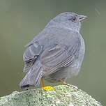 Phrygile gris-de-plomb