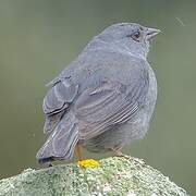 Phrygile gris-de-plomb