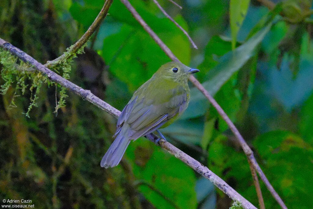 Olivaceous Pihaadult, identification