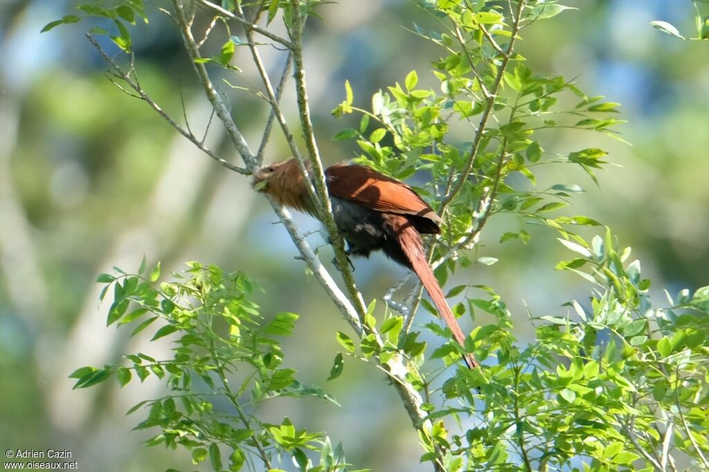 Squirrel Cuckoo