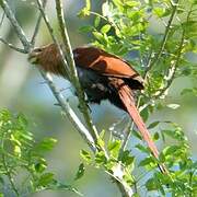 Squirrel Cuckoo