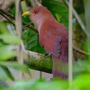 Squirrel Cuckoo