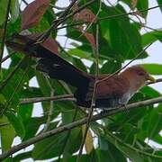 Squirrel Cuckoo
