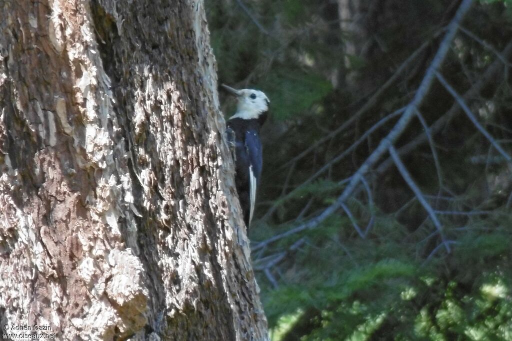 White-headed Woodpecker