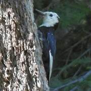 White-headed Woodpecker