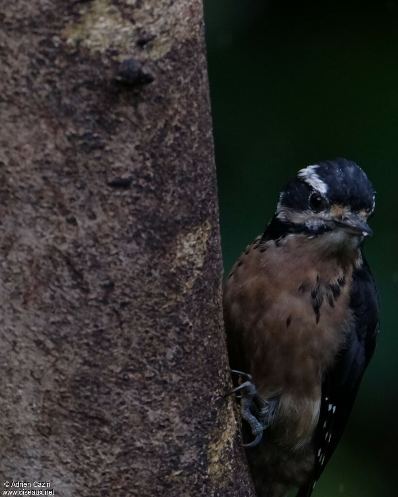 Pic chevelu femelle, identification