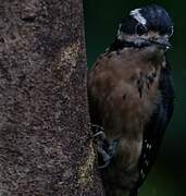 Hairy Woodpecker