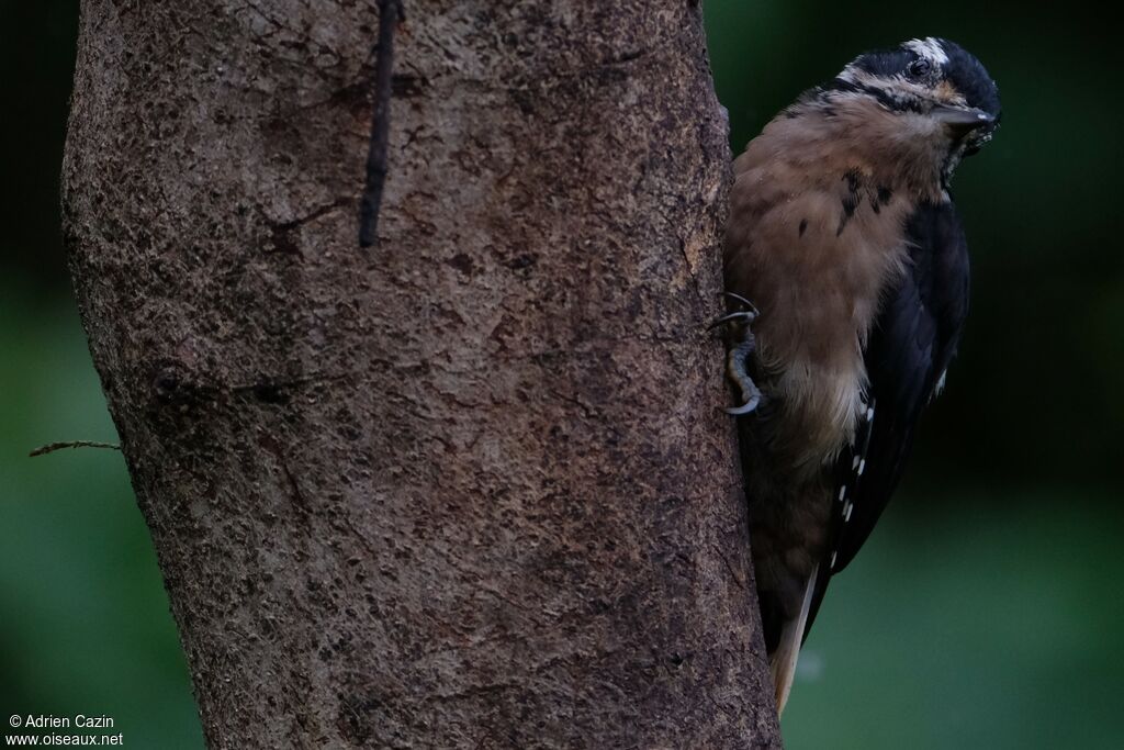 Pic chevelu femelle adulte, identification