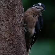 Hairy Woodpecker