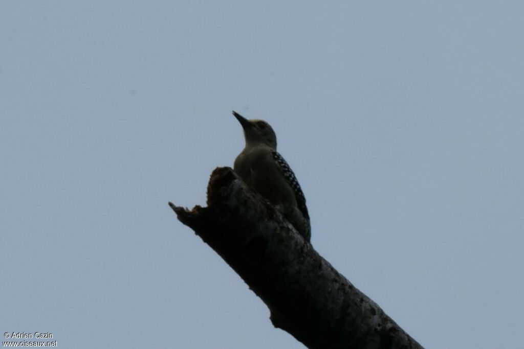 Hoffmann's Woodpecker