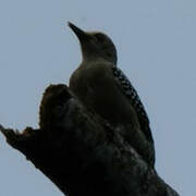 Hoffmann's Woodpecker