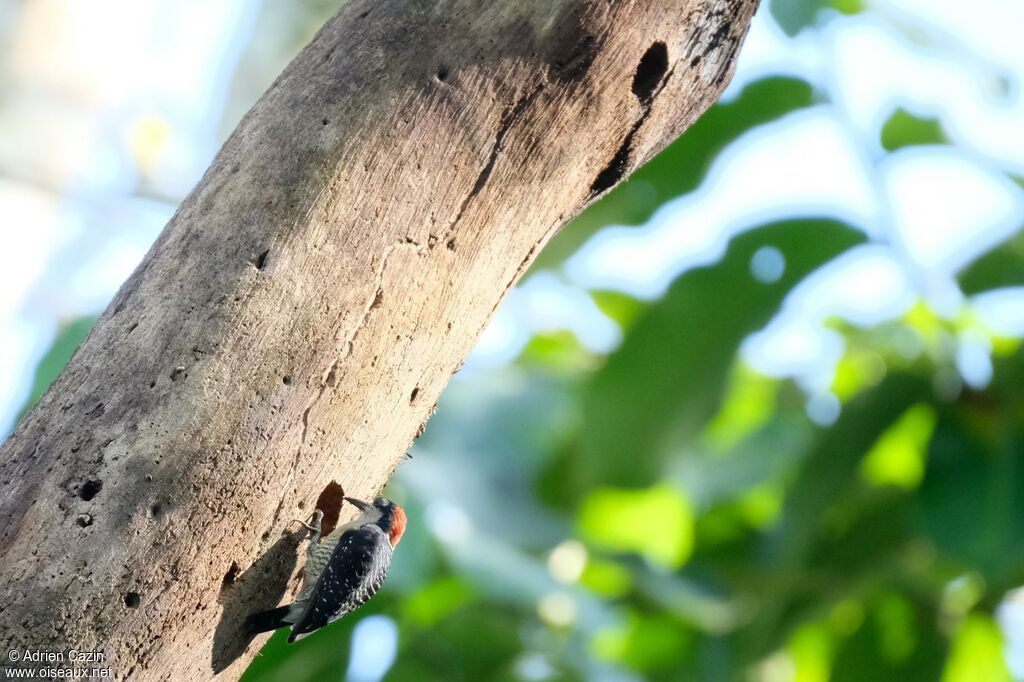 Black-cheeked Woodpecker