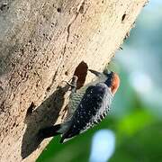 Black-cheeked Woodpecker