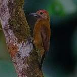 Pic enfumé
