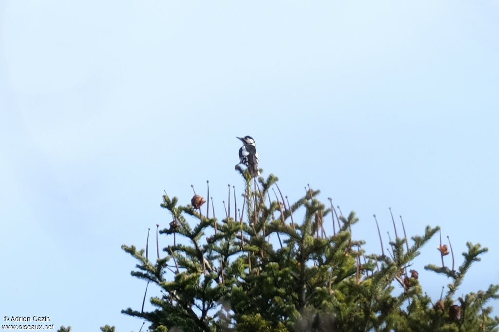 Great Spotted Woodpecker