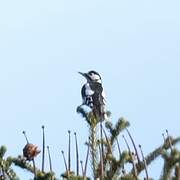 Great Spotted Woodpecker