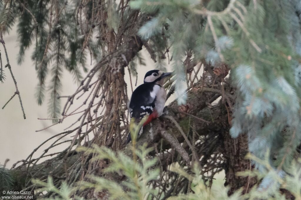 Great Spotted Woodpecker female adult