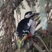 Great Spotted Woodpecker