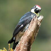 Acorn Woodpecker