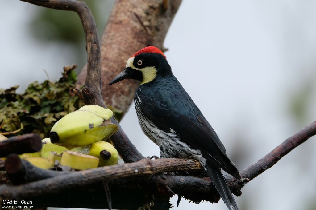 Acorn Woodpeckeradult