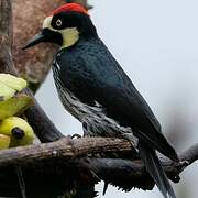 Acorn Woodpecker