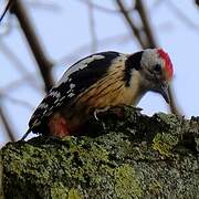 Middle Spotted Woodpecker