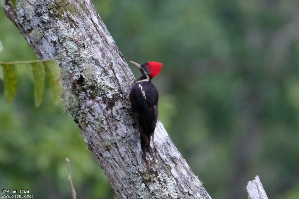 Lineated Woodpeckeradult, identification