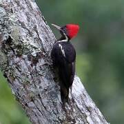 Lineated Woodpecker