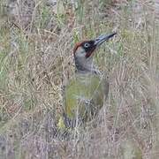 European Green Woodpecker