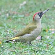 European Green Woodpecker