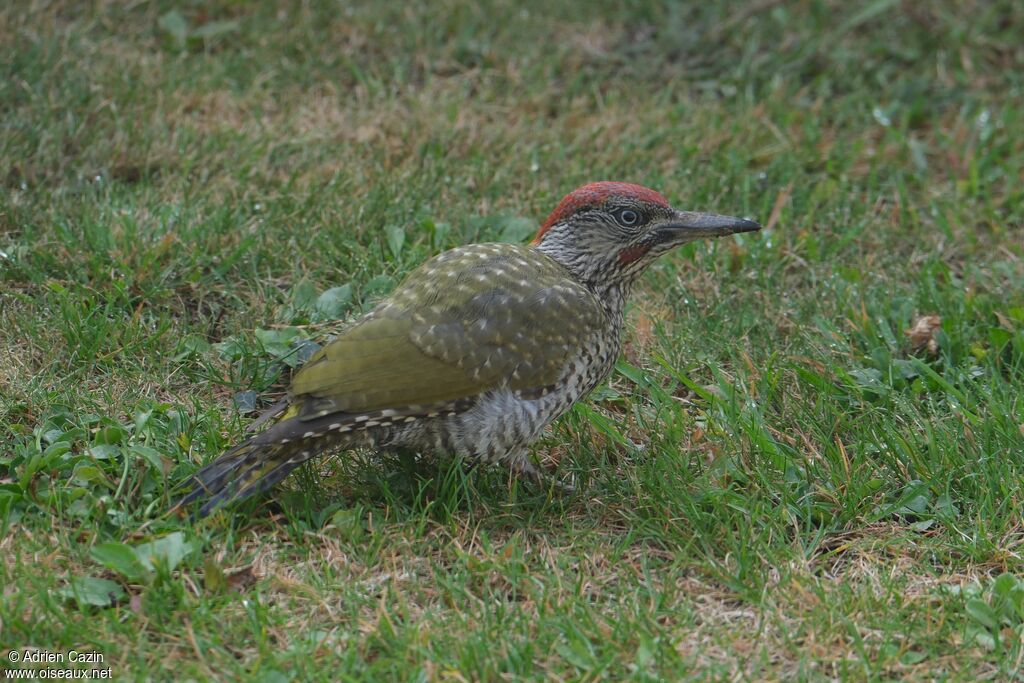 European Green Woodpecker male juvenile, identification