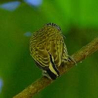 Picumne de Lafresnaye