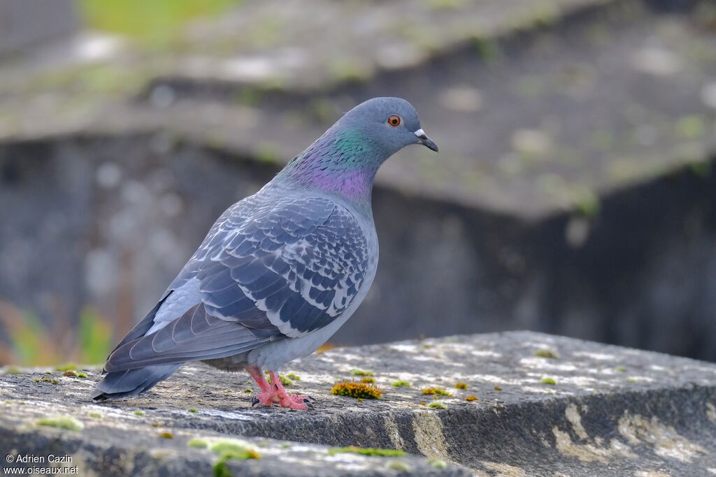 Rock Doveadult, identification