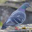 Pigeon biset
