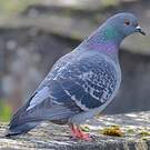 Pigeon biset